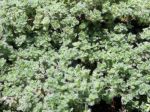 Thym laineux, Thymus pseudolanuginosus