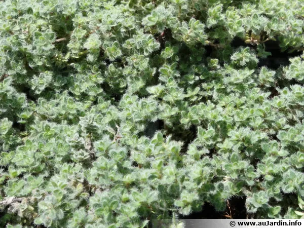 Thym laineux, Thymus pseudolanuginosus