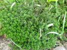 Thym-citron, Thymus citriodorus