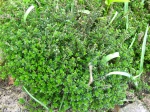 Thym-citron, Thymus citriodorus