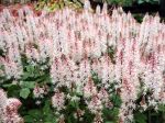 Un tapis de tiarelle cordifoliée en fleur est magnifique, Tiarella cordifolia 'Spring Symphony'