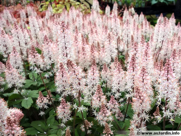 Un tapis de tiarelle cordifolie en fleur est magnifique, Tiarella cordifolia 'Spring Symphony'