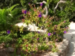 Tibouchina urvilleana, Tibouchine, Fleur araign�e