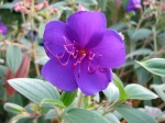 Fleur de Tibouchina urvilleana, Tibouchine, Fleur araignée Fleur de Tibouchina urvilleana, Tibouchine, Fleur araignée