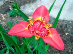 Tigridia pavonia