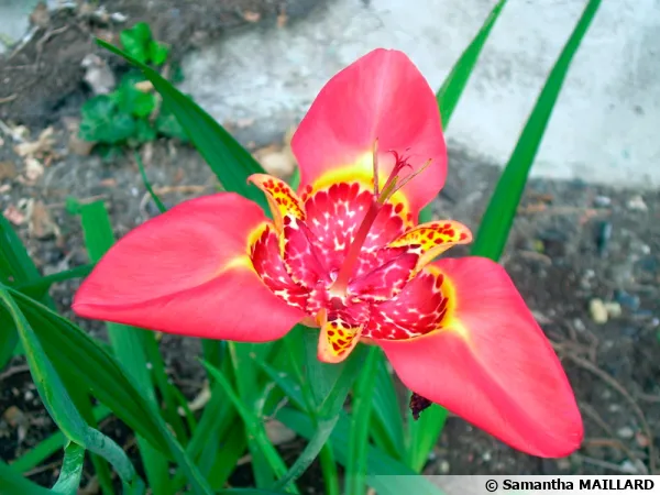 Tigridia pavonia