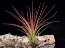 Tillandsie tricolore, Fille de l'air, Tillandsia tricolor