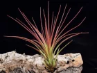 Tillandsie tricolore, Fille de l'air, Tillandsia tricolor
