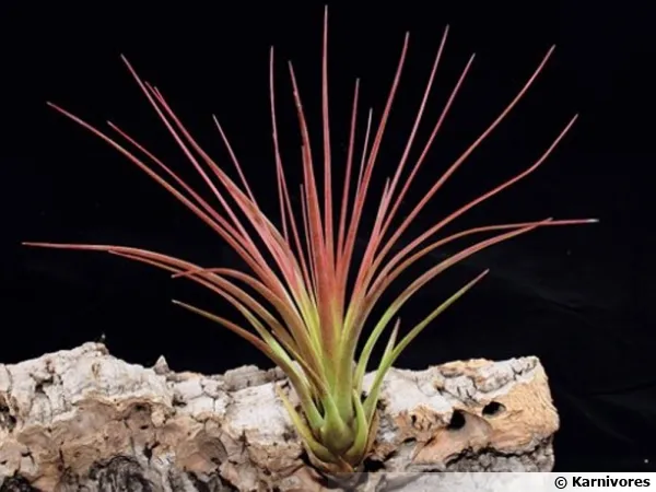Tillandsie tricolore, Fille de l'air, Tillandsia tricolor