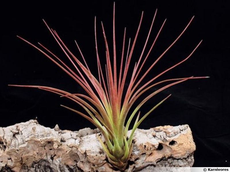 Tillandsie tricolore, Fille de l'air, Tillandsia tricolor : planter ...