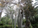 Cheveux d'ange, Fille de l'air, Mousse espagnole, Barbe de vieillard, Tillandsia usneodes