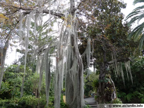 Des Tillandsias résistants au climat méditerranéen
