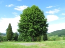 Le tilleul, un arbre mdicinal et utilitaire