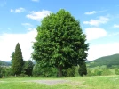 Le tilleul, un arbre m�dicinal et utilitaire