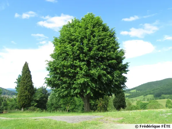 Majestueux tilleul...