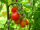 Comment fertiliser les tomates avec de l'engrais naturel?