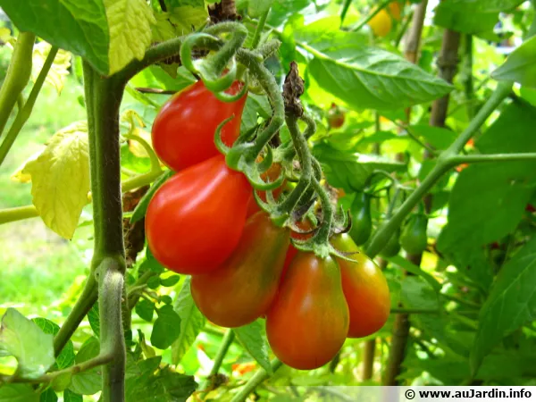 Comment fertiliser les tomates avec de l'engrais naturel ?