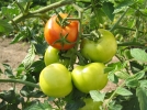 Cultiver les tomates avec la lune