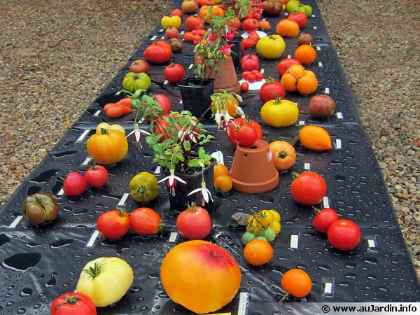 Il existe de très nombreuses variétés de tomates