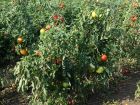 Questions fréquentes sur la tomate