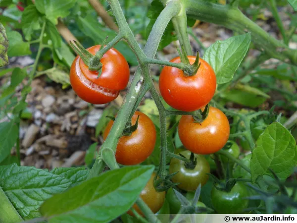 Tomates cerises au potager