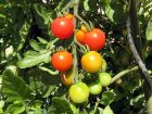 Cultiver des tomates en pots