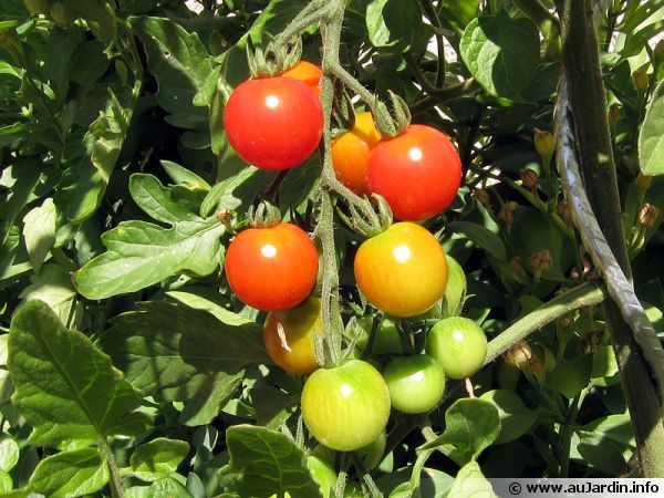 Les tomates poires et cerises conviennent parfaitement pour une culture en pot