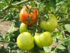 Le calendrier de culture de la tomate