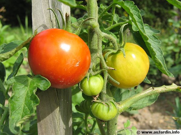 Les tomates de fin de saison sont utilisées pour la récolte des graines par Pascal Poot