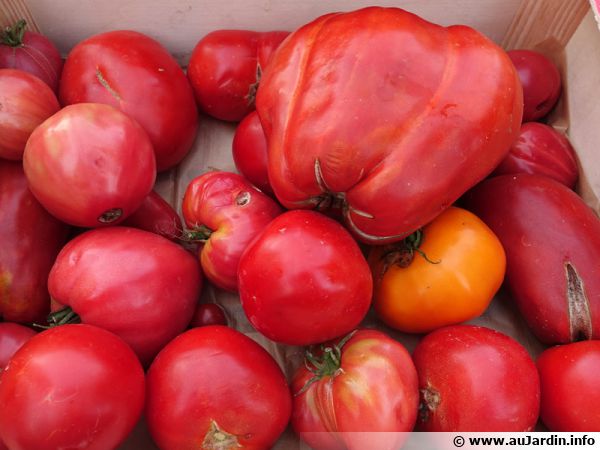 Tomates bio en provenance d'une ferme locale