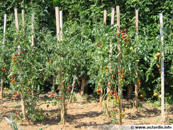 Des tuteurs pour les tomates !