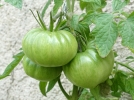 Comment faire mrir les derniers fruits et lgumes?