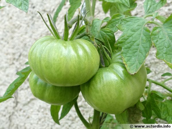 Des tomates encore vertes à faire mûrir...