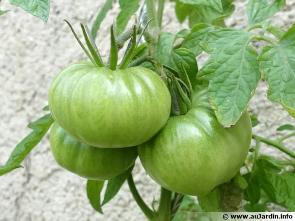 Des tomates encore vertes  faire mrir...
