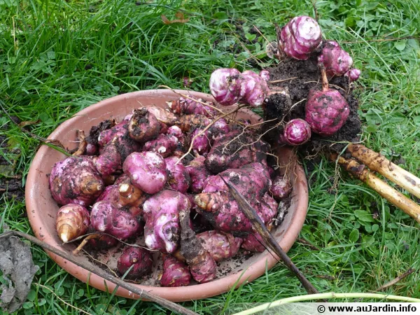 Fin octobre, première récolte de topinambours