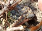 La tortue d'Hermann, une rencontre magique