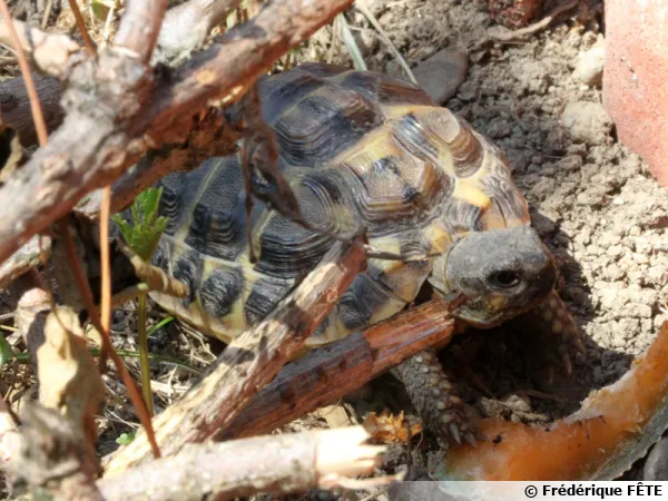 La tortue d'Hermann