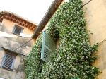 Un jasmin etoilé à l'assaut d'une façade dans le sud de la France