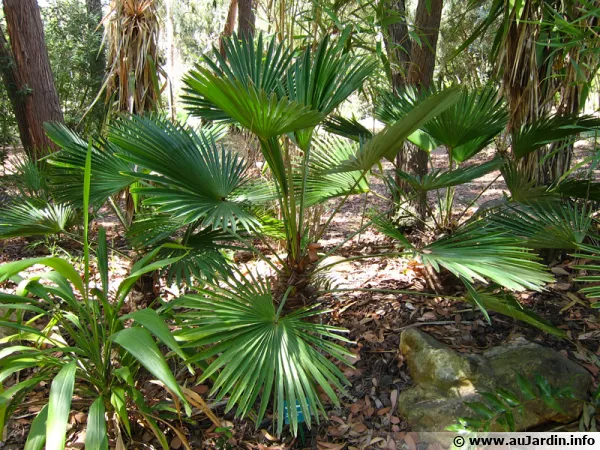 Palmier miniature de Chusan, Palmier moulin  vent nain, Trachycarpus wagnerianus