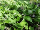 Bourrache du Caucase, Trachystemon orientalis