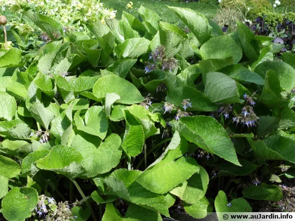 Bourrache du Caucase, Trachystemon orientalis