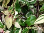 Misère, Éphémère de Rio, Tradescantia fluminensis 'Tricolor' Misère, Éphémère de Rio, Tradescantia fluminensis 'Tricolor'