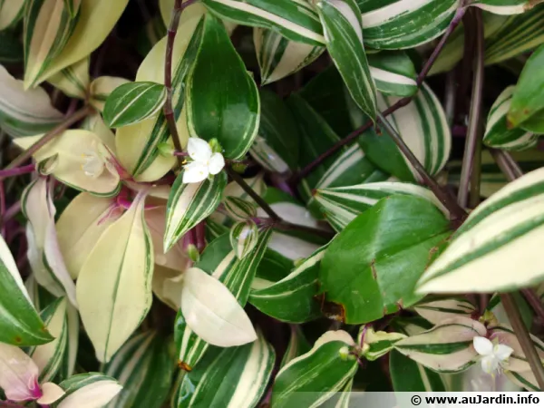 Misre, phmre de Rio, Tradescantia fluminensis 'Tricolor'