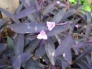 Mis�re pourpre (Tradescantia pallida) : la plante facile au feuillage violet intense