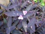 Mis�re pourpre, Tradescantia pallida