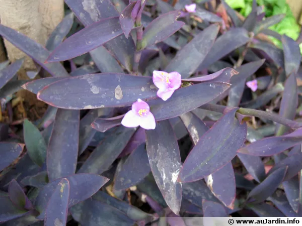 Misère pourpre, Tradescantia pallida
