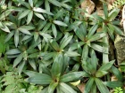 Rhoo, Tradescantia spathacea