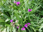 Eph�m�re de virginie, Tradescantia x andersoniana