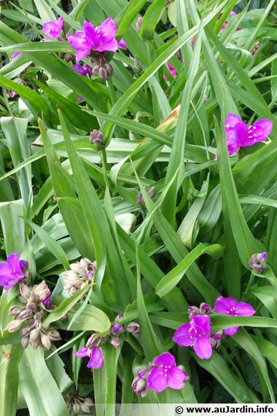 Ephémère De Virginie Tradescantia X Andersoniana Planter Cultiver Multiplier