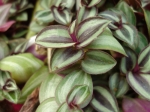 Misère, Tradescantia zebrina Misère, Tradescantia zebrina